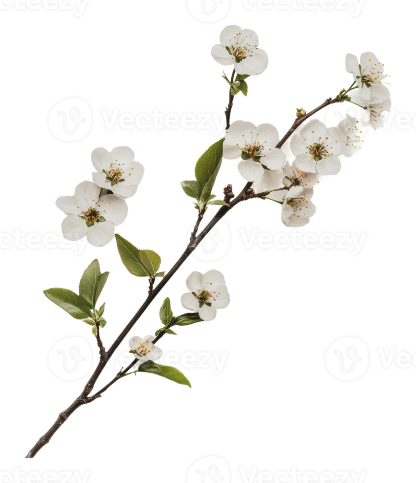 White blossoms bloom on a spring branch png
