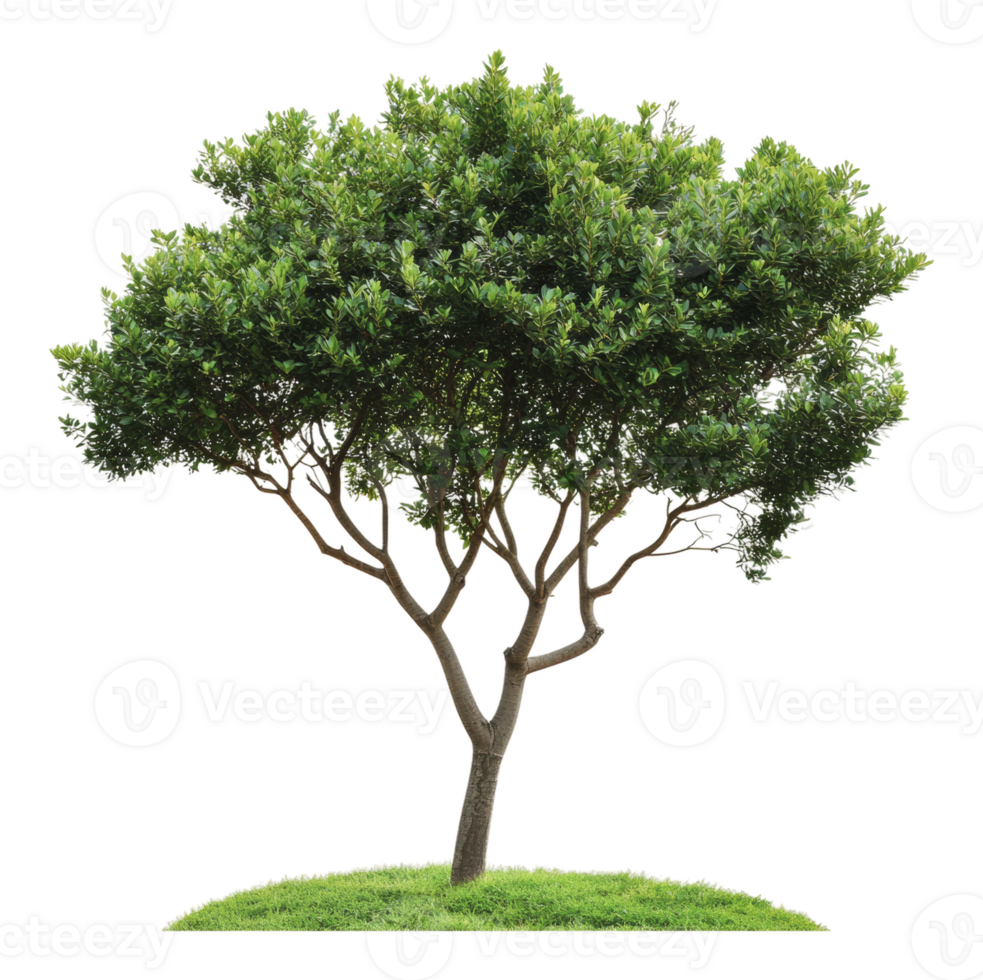 Green tree with lush foliage on grassy ground png