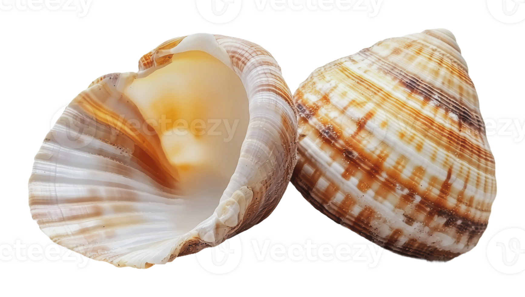 Unique seashells resting on a light background png