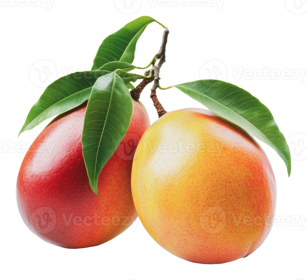 Mangoes with green leaves on white png