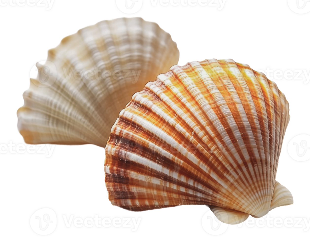 Sea shells on a simple background png