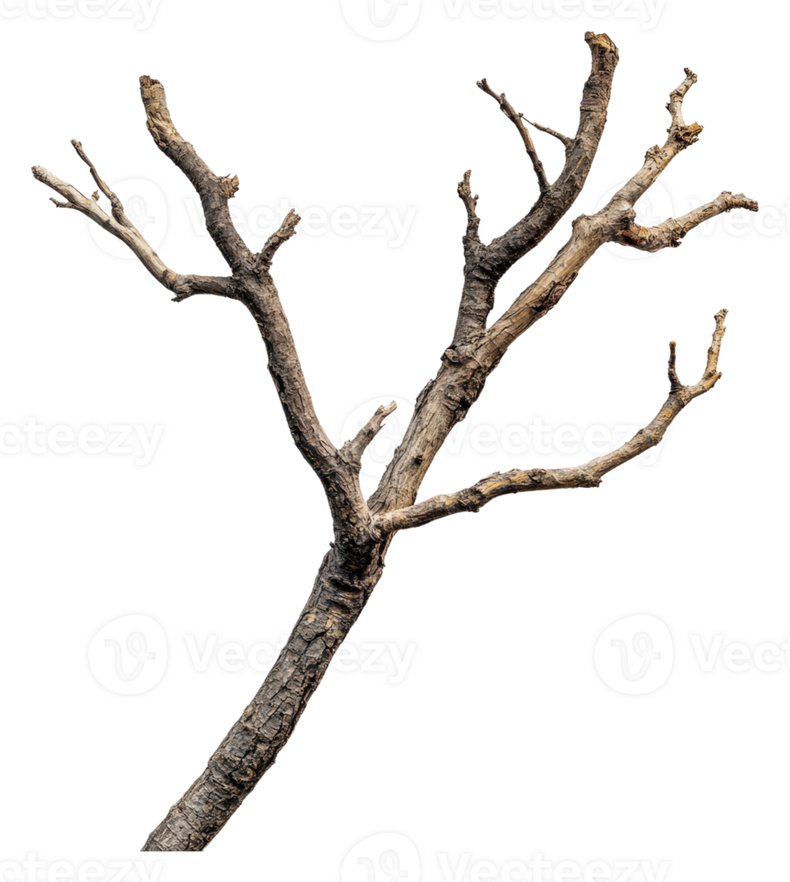 A detailed view of a barren tree branch in winter png