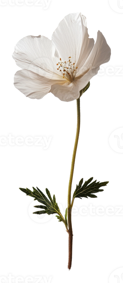 White flower with delicate petals and green leaves png