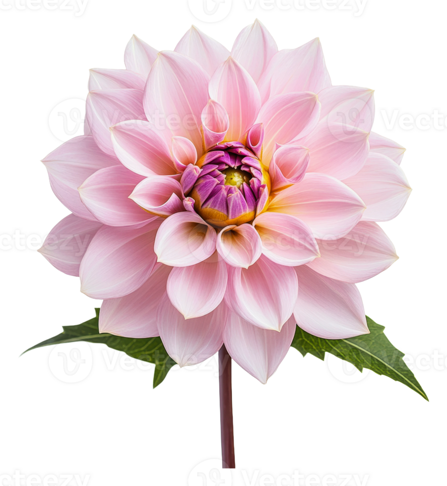 Pink dahlia blooming in spring garden png