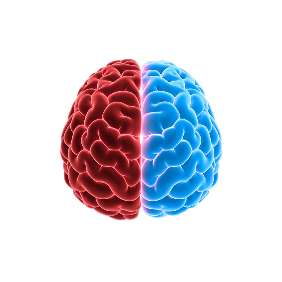 Parts of Red and Blue Brain A Creative Illustration transparent png