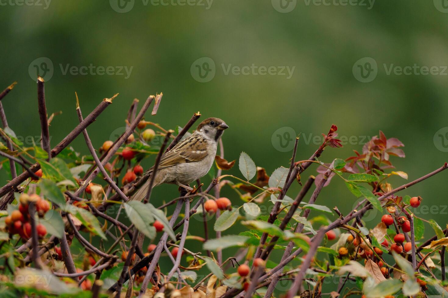 Sparrow sitting on a rose fruit tree photo