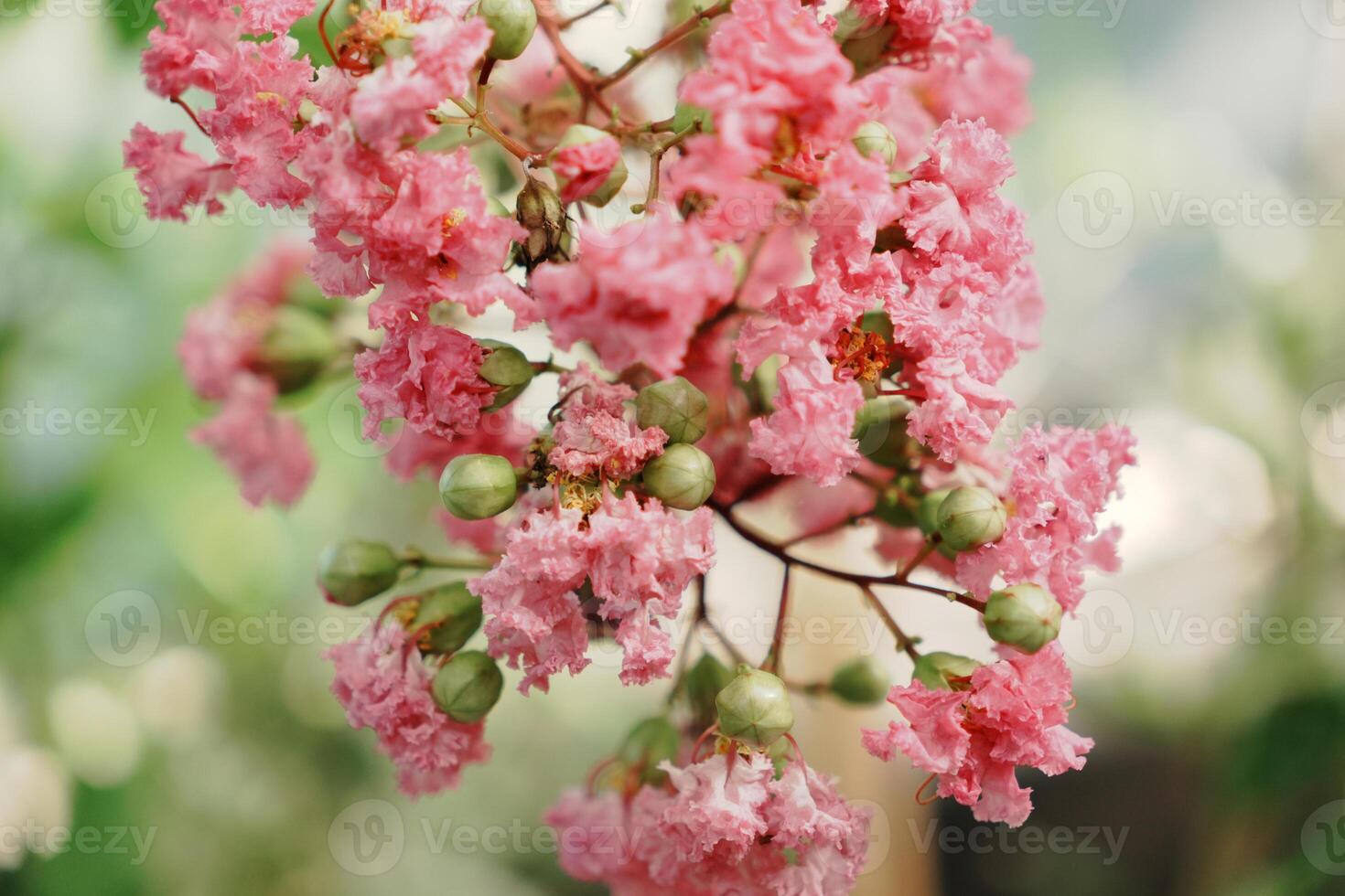 Blooming flowers with beautiful bokeh - close up shot photo