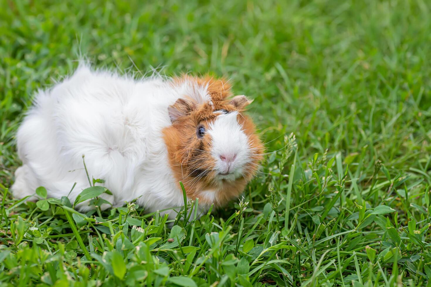 A small guinea pig walks on the grass in the summer. Natural animal feed. The danger of tick infection photo