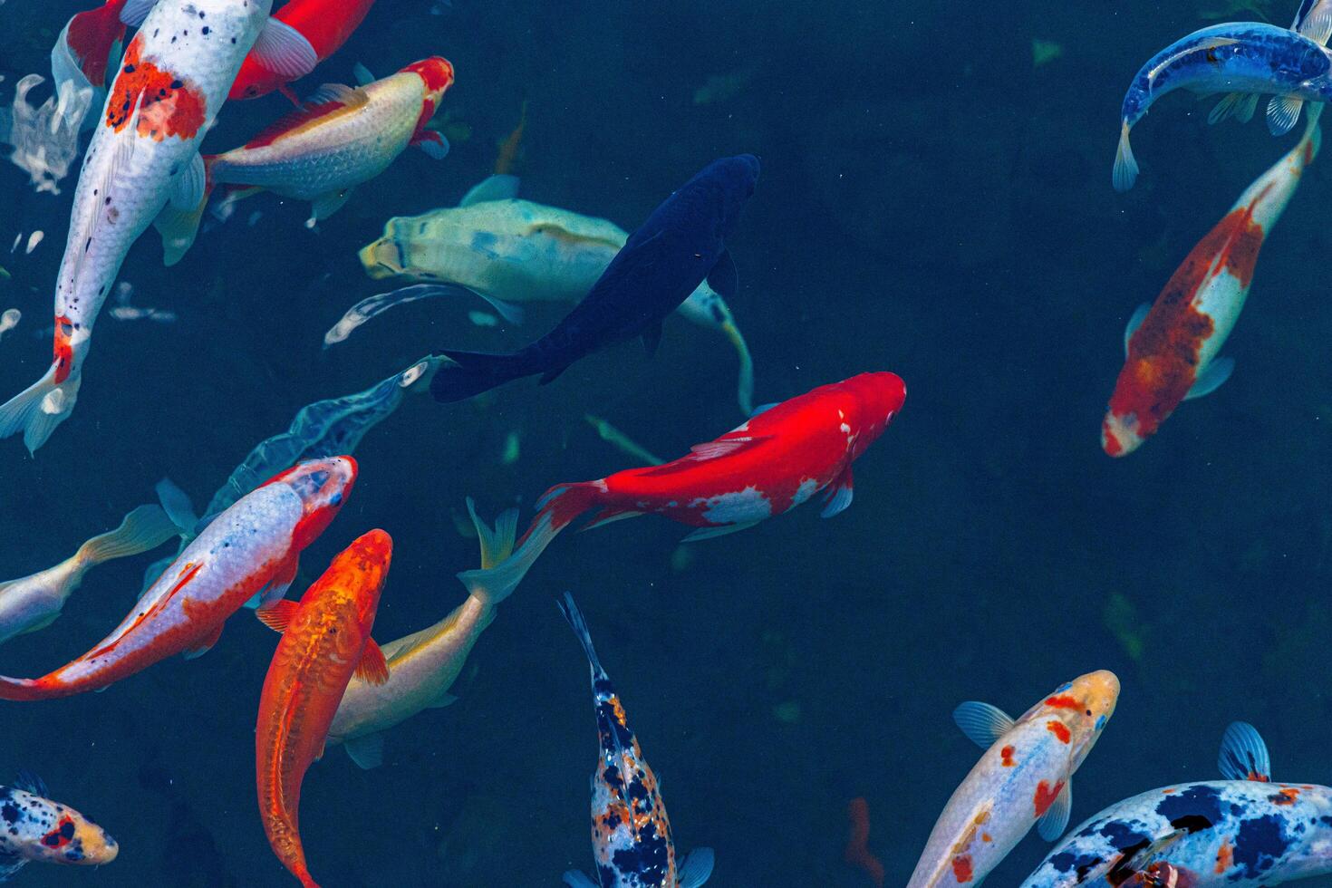 colorful koi fish gracefully glide through the serene waters of a tranquil pond photo