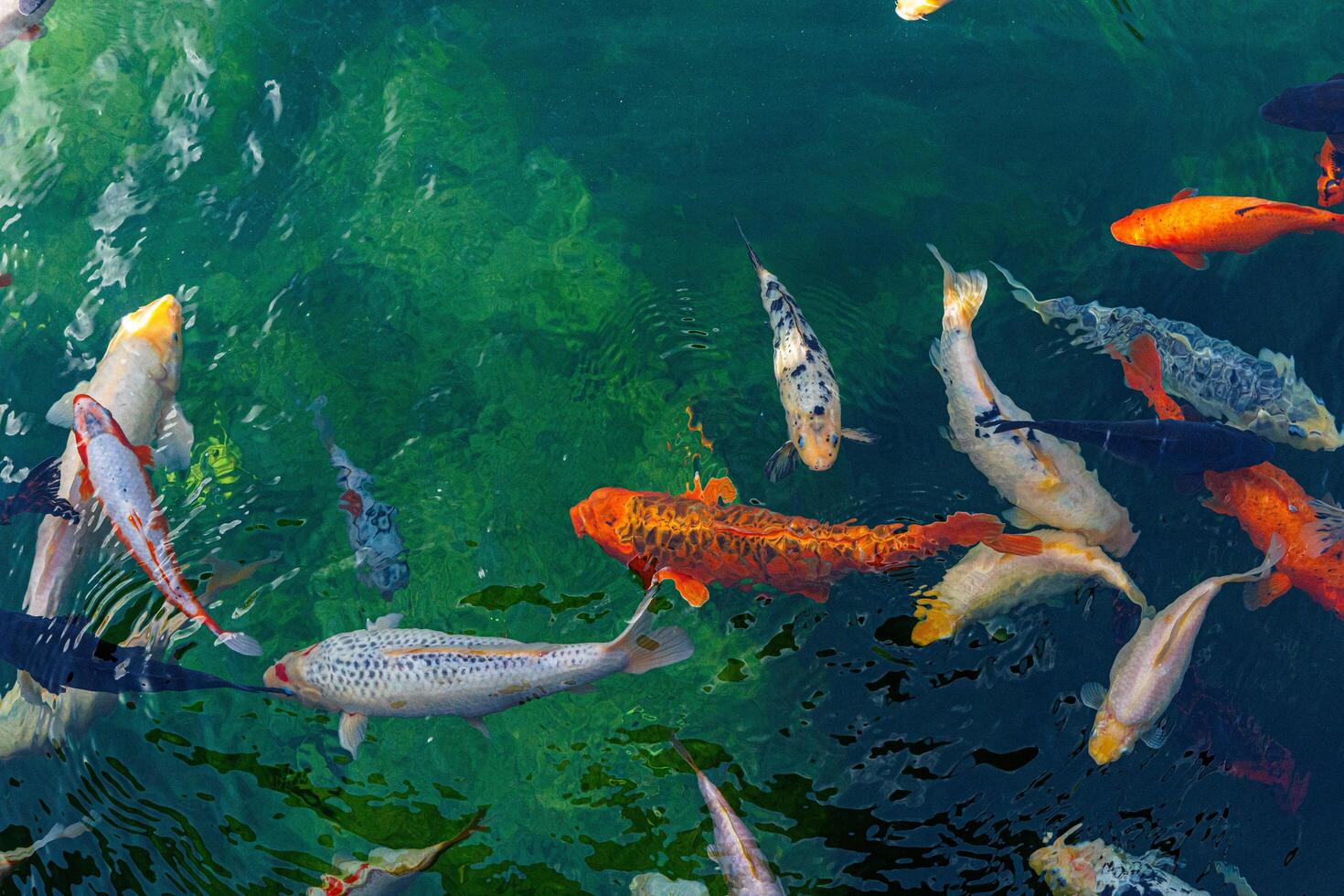 koi fish bring life to the serene pond as they gracefully swim in its clear waters photo