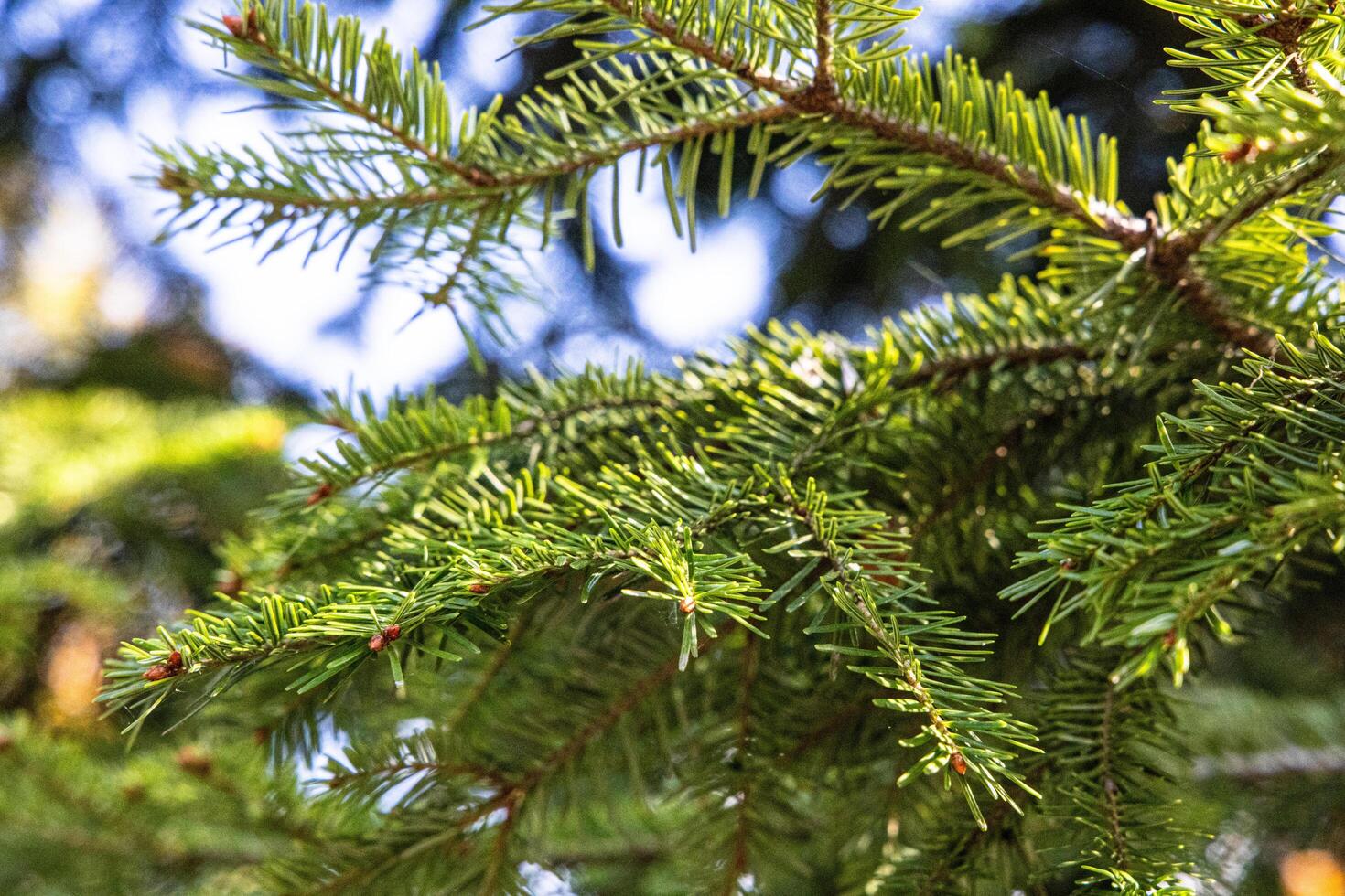 evergreen tree branches against a bright sunny day photo