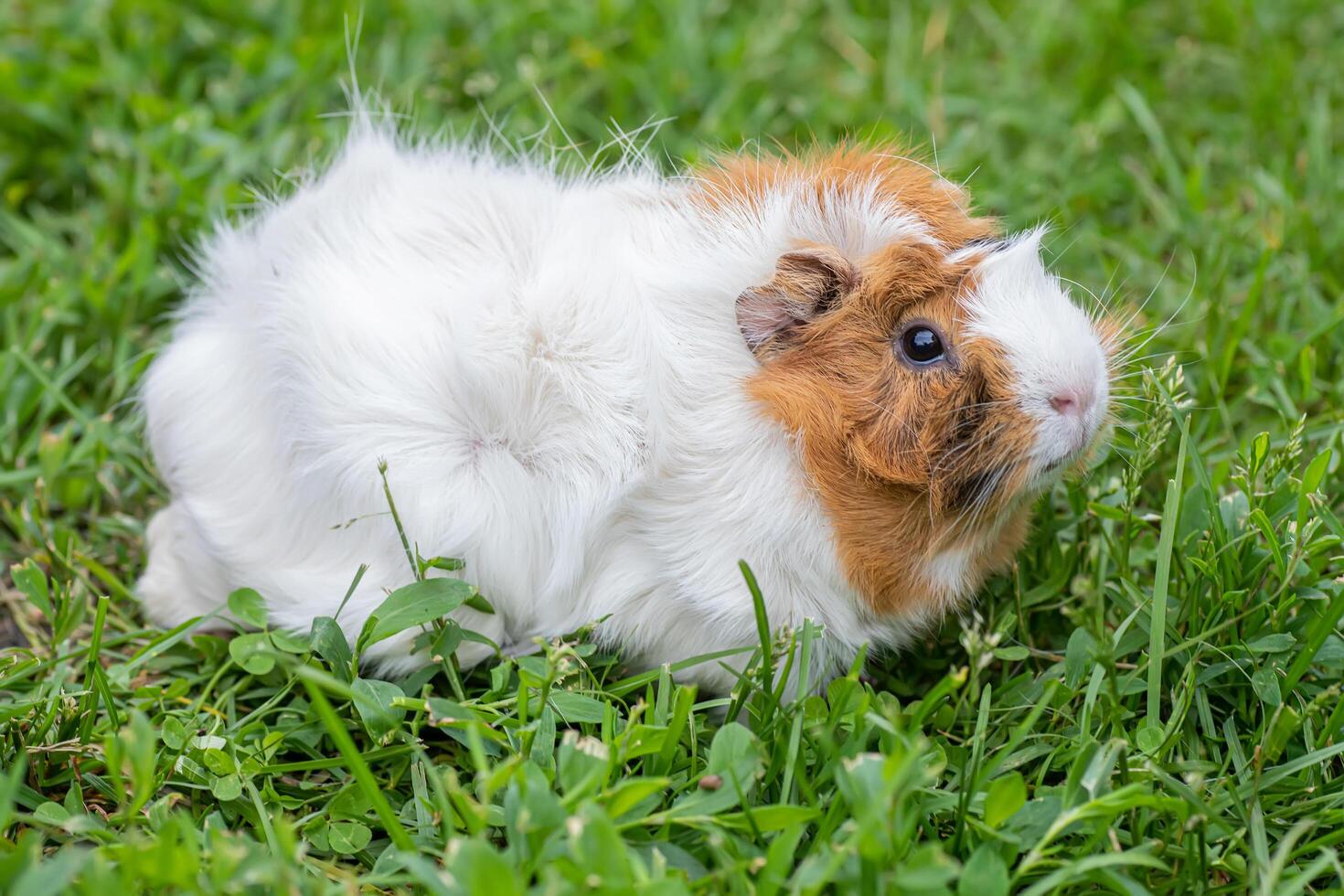 A small guinea pig walks on the grass in the summer. Natural animal feed. The danger of tick infection photo