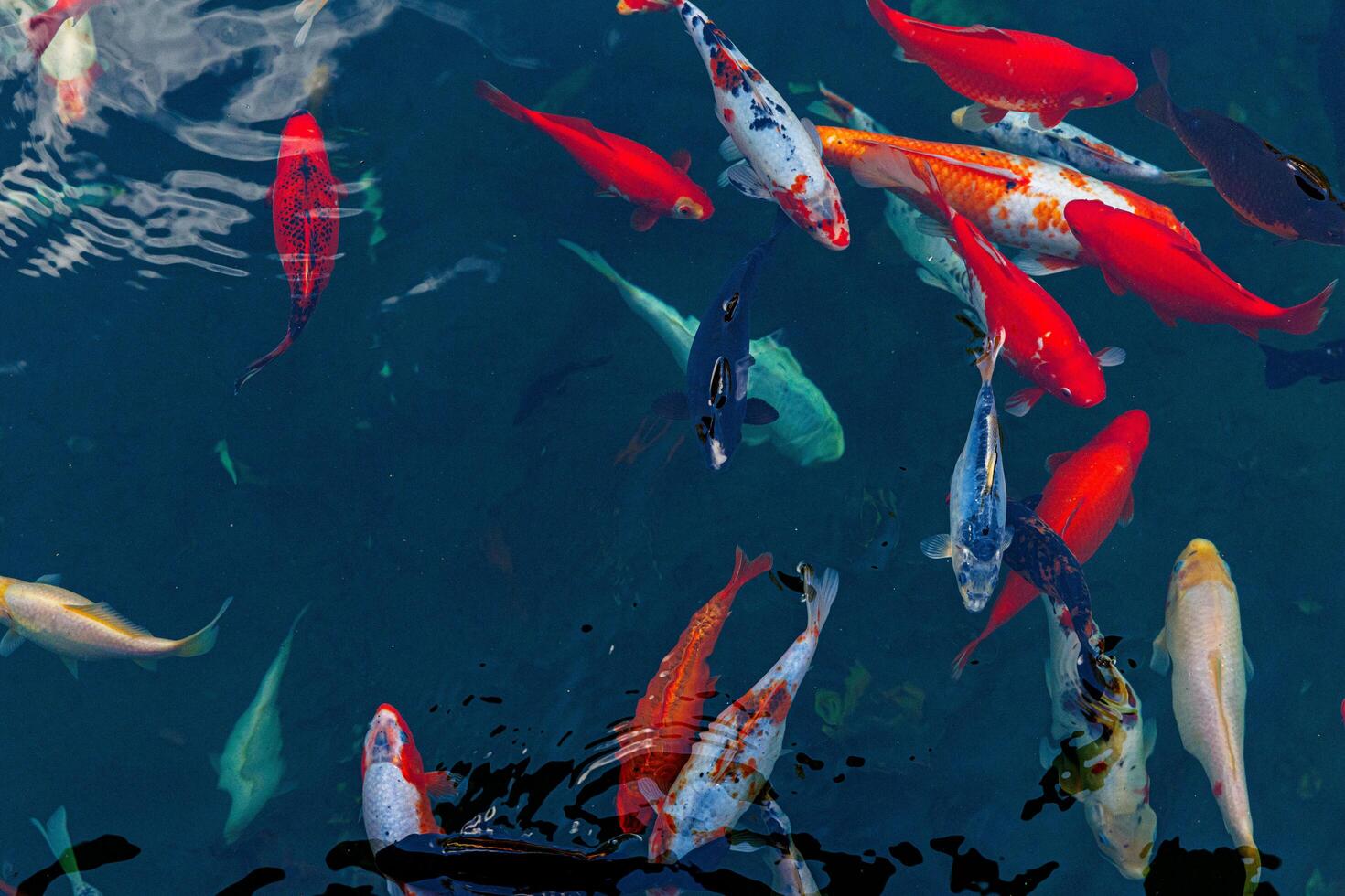 colorful koi fish, gracefully swimming through the water and creating a mesmerizing display photo