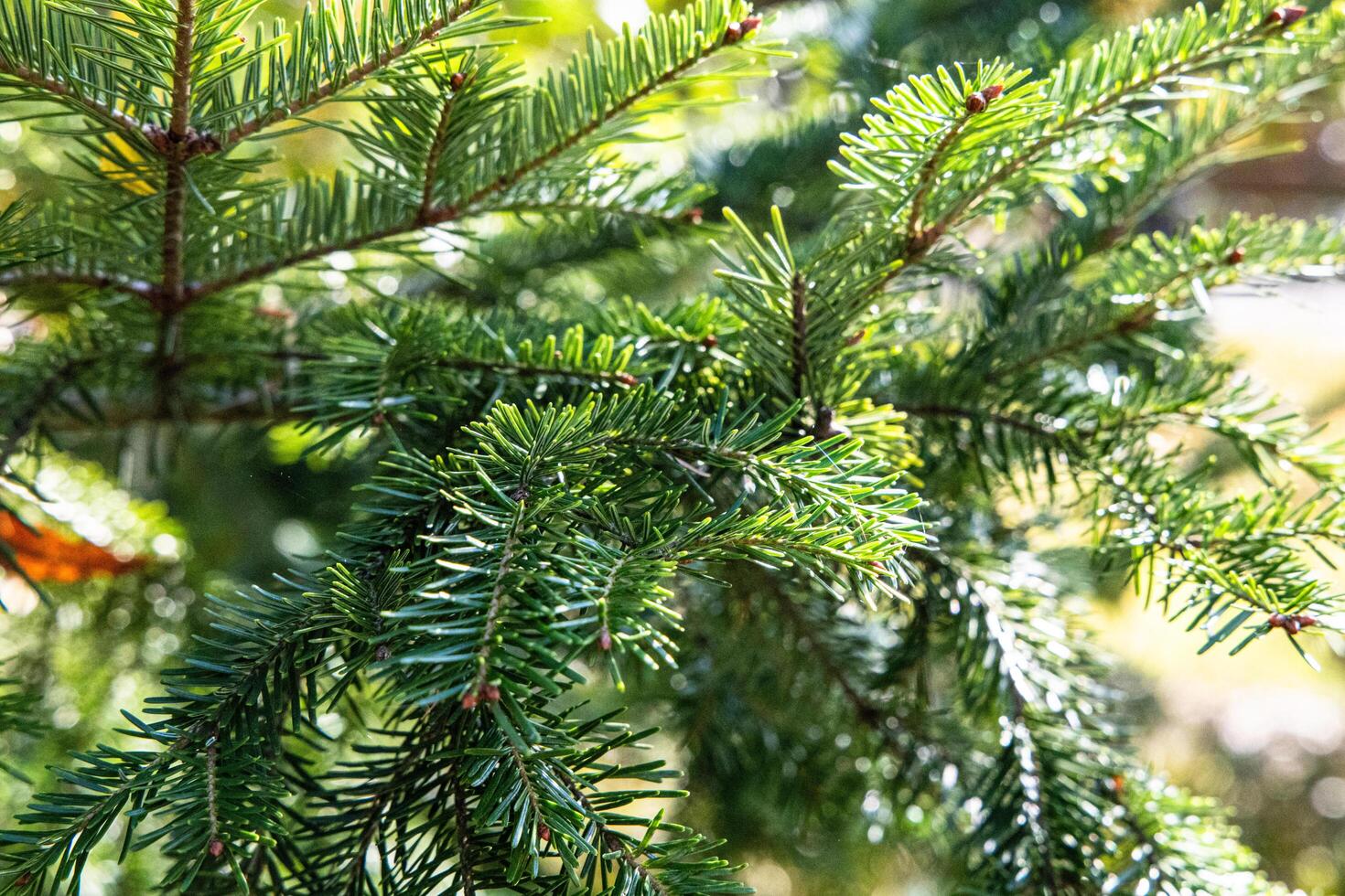 capturing the beauty of sunlit fir tree branches in all their intricacy and splendor photo