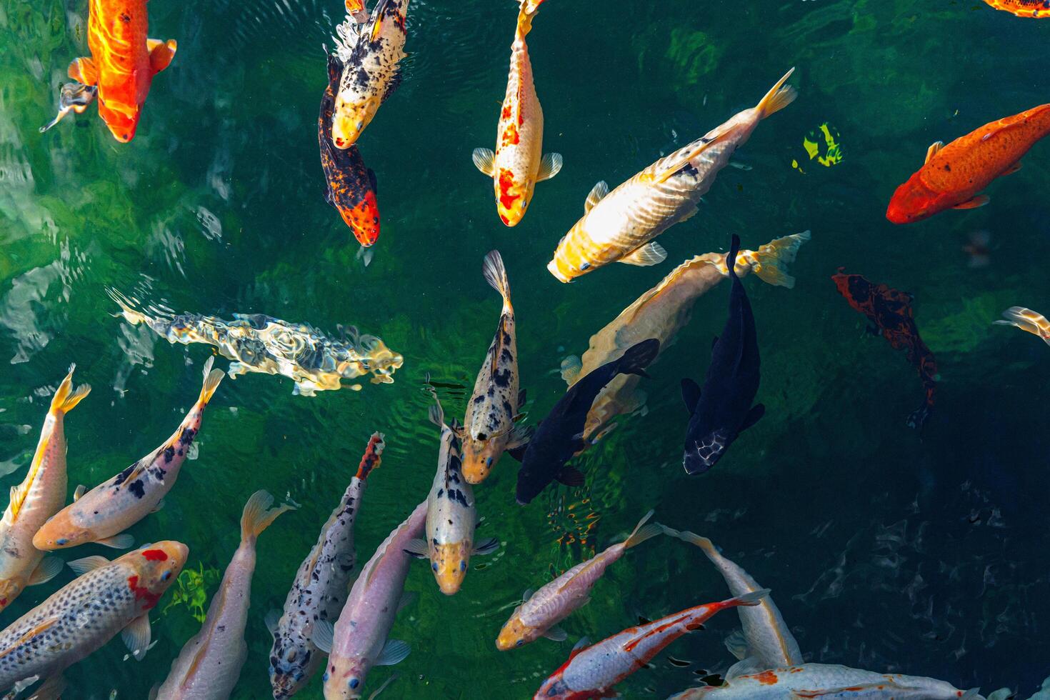 colorful koi fish gracefully swimming in a tranquil pond, creating a peaceful and serene atmosphere photo