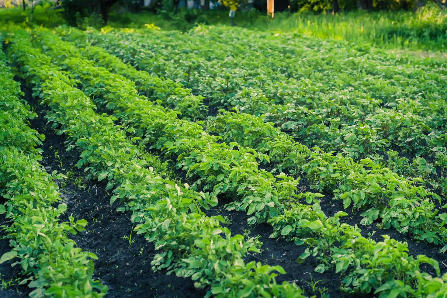 Green potato bushes until flowering. Beautiful processed potato fields in summer. Two-week potato sprouts on bed. photo