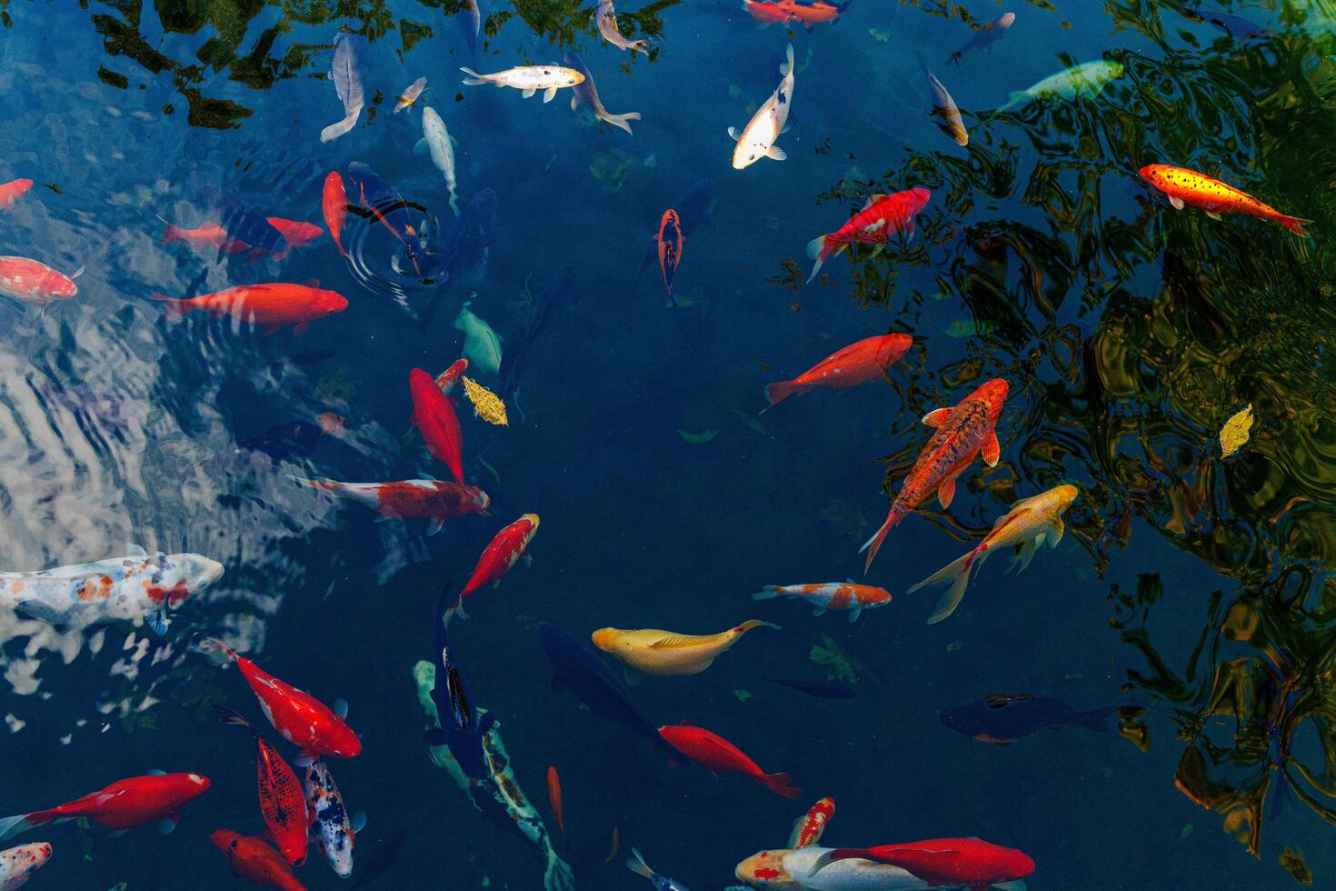 colorful koi fish gracefully swim in the tranquil waters of a serene pond, creating a mesmerizing and beautiful spectacle photo