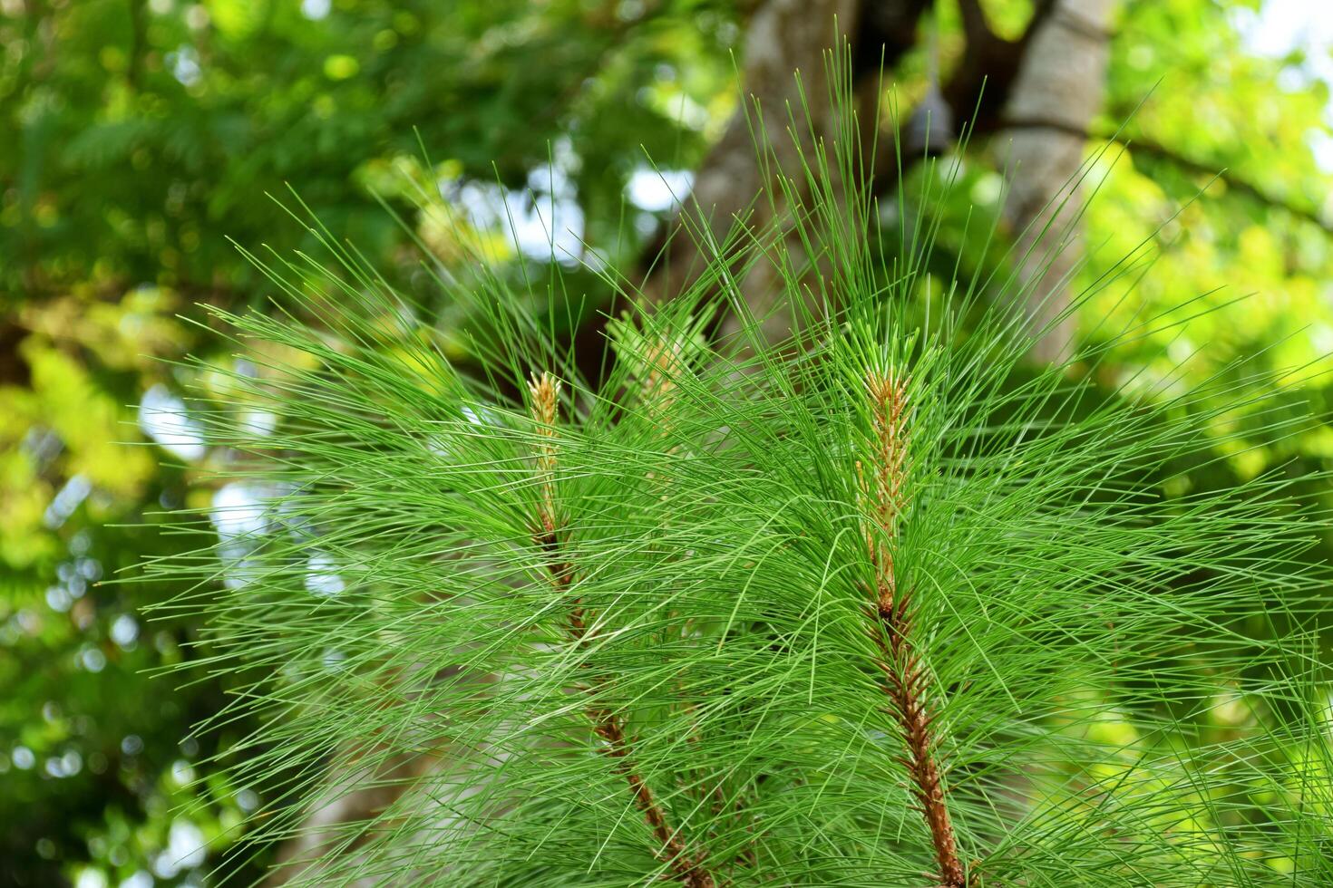 Green pine leaves grow around the garden of a resort photo