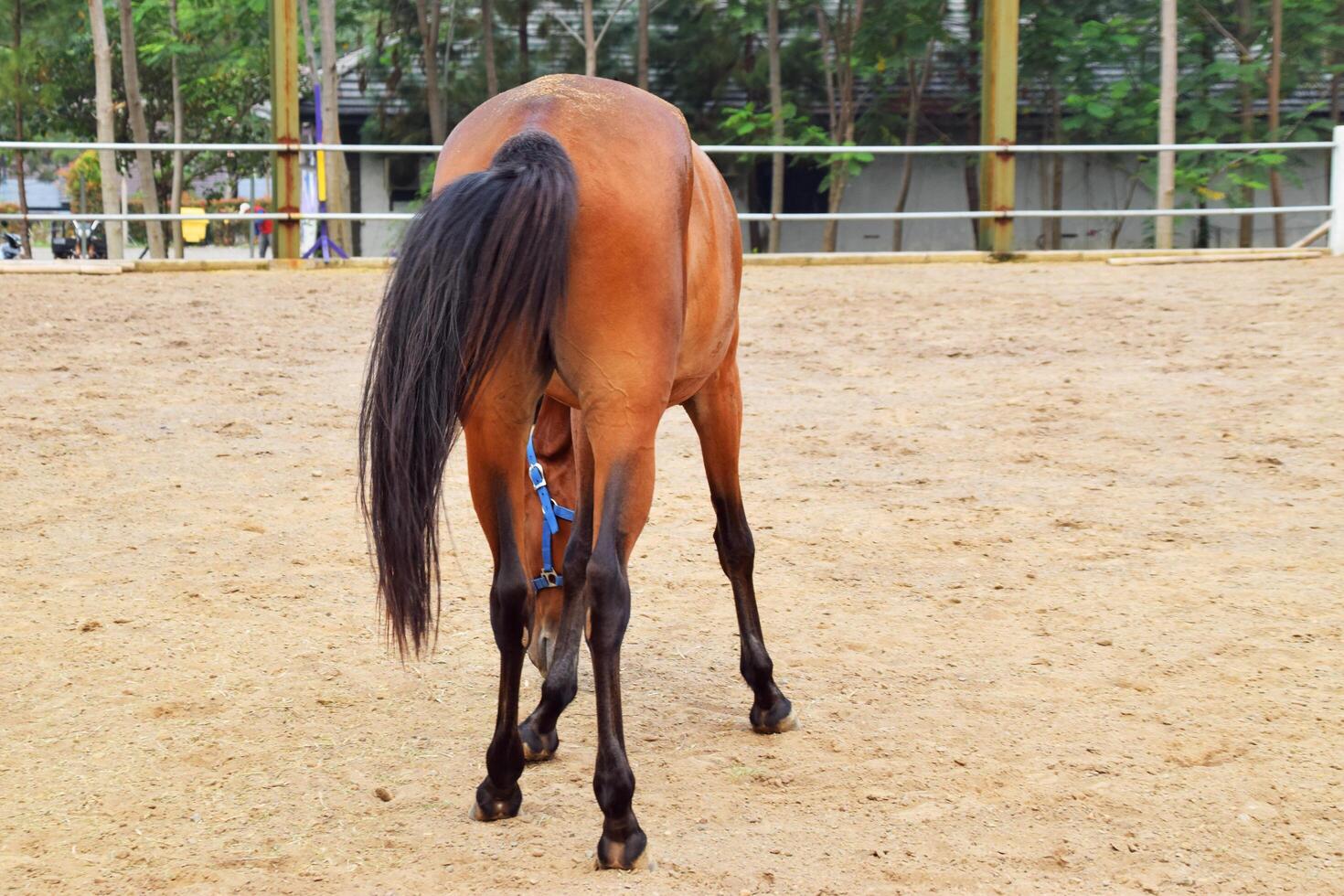 A brownish Indonesian horse is seen from behind with its buttocks visible photo