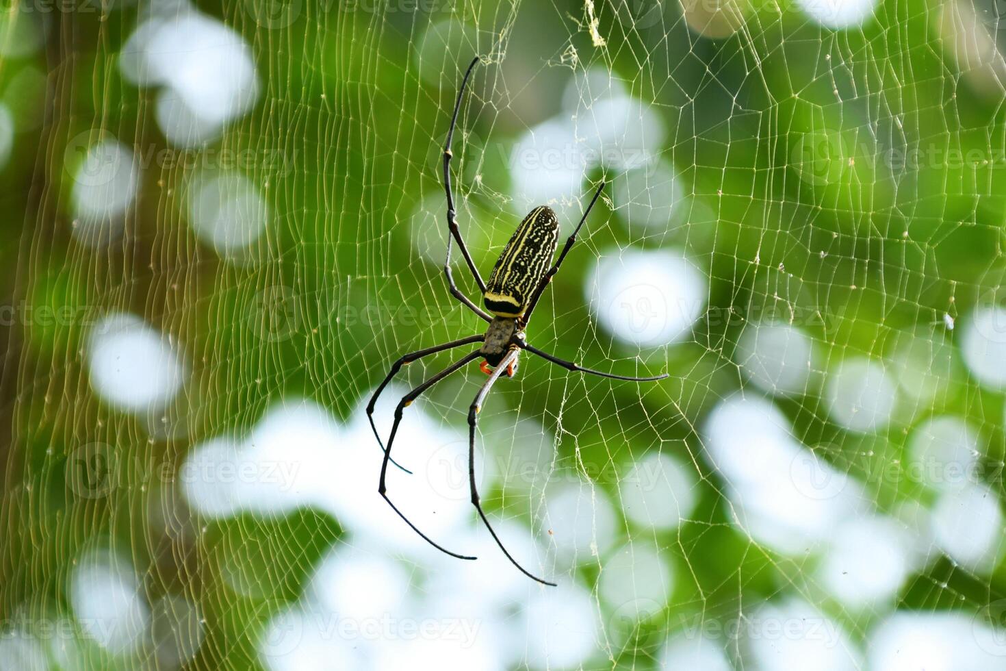 A spider is in a spider's web made on a tree in a park photo