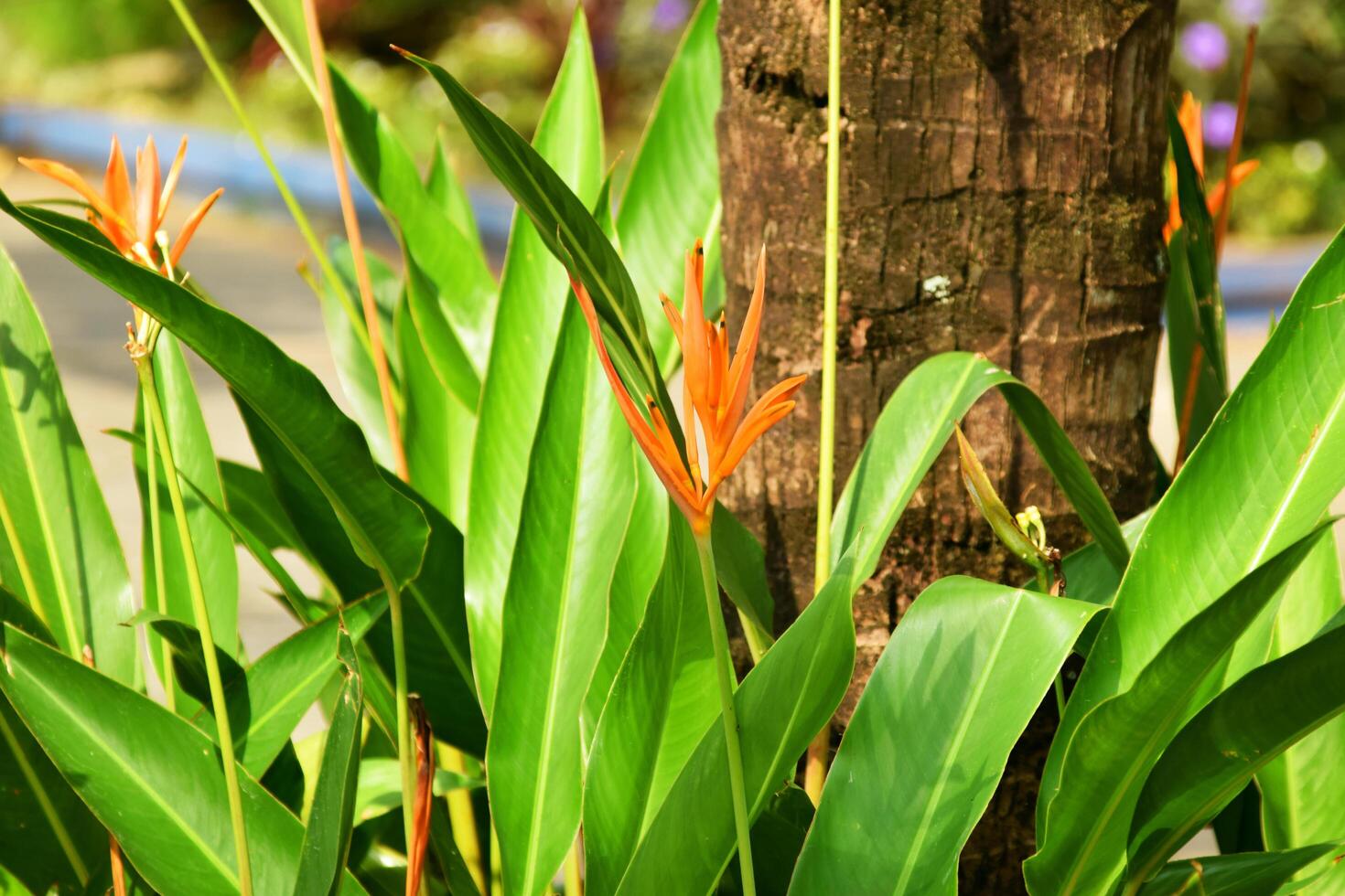 The Heliconia psittacorum plant grows fresh and beautiful in the garden photo