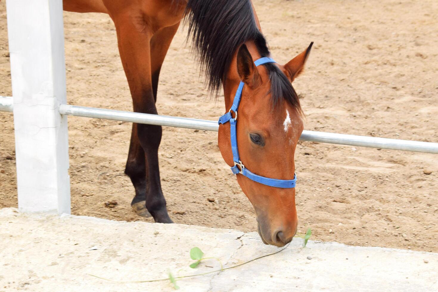 An Indonesian horse with a brownish color is scavenging for food photo