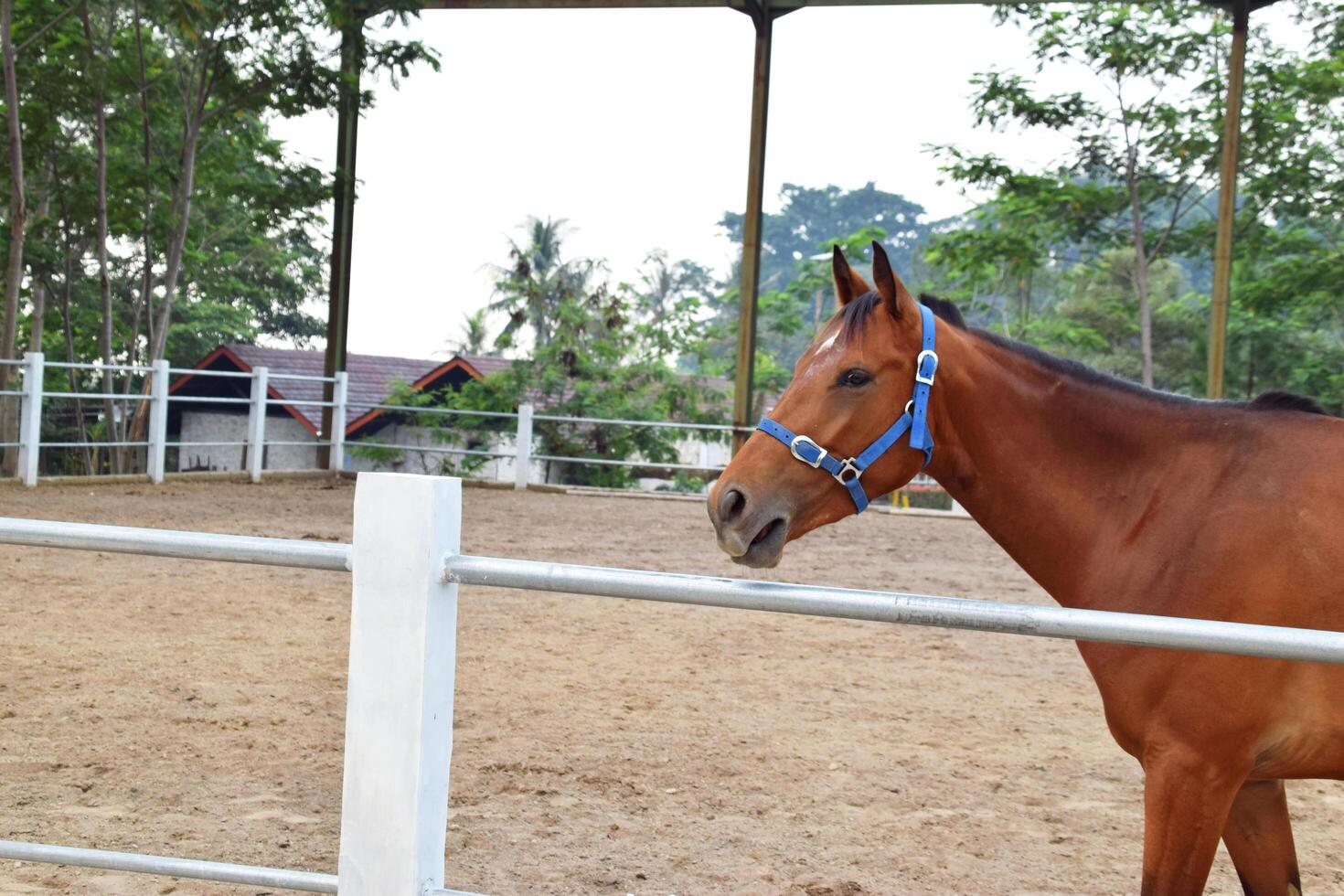 The head of an Indonesian horse with a brownish color in the horse stable photo
