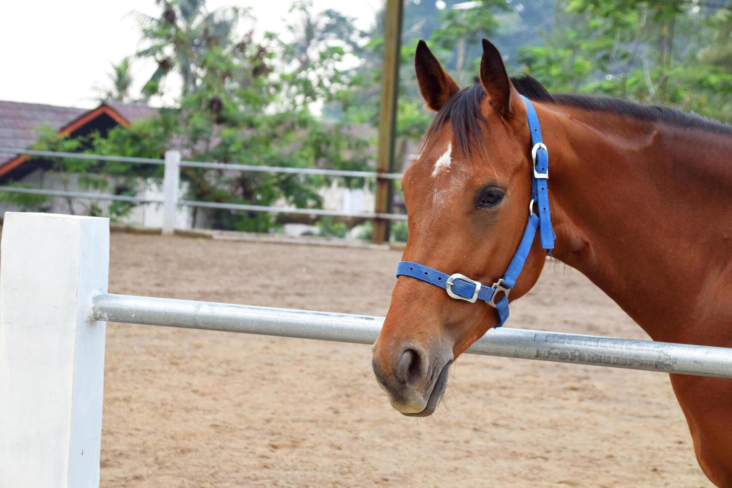 The head of an Indonesian horse with a brownish color in the horse stable photo