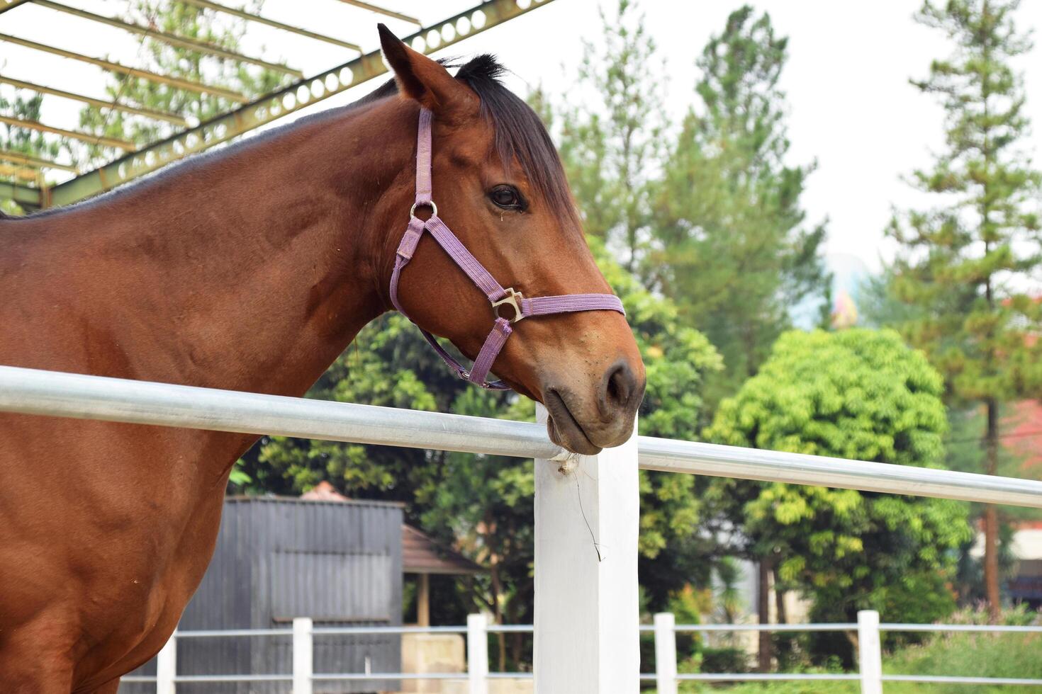 The head of an Indonesian horse with a brownish color in the horse stable photo
