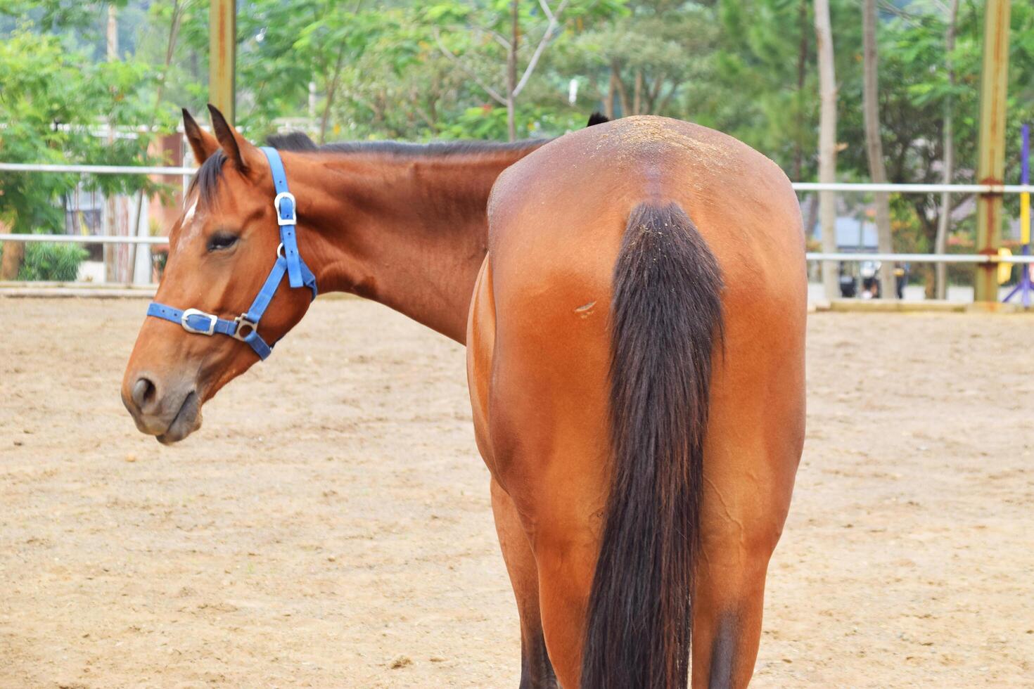 A brownish Indonesian horse is seen from behind with its buttocks visible photo