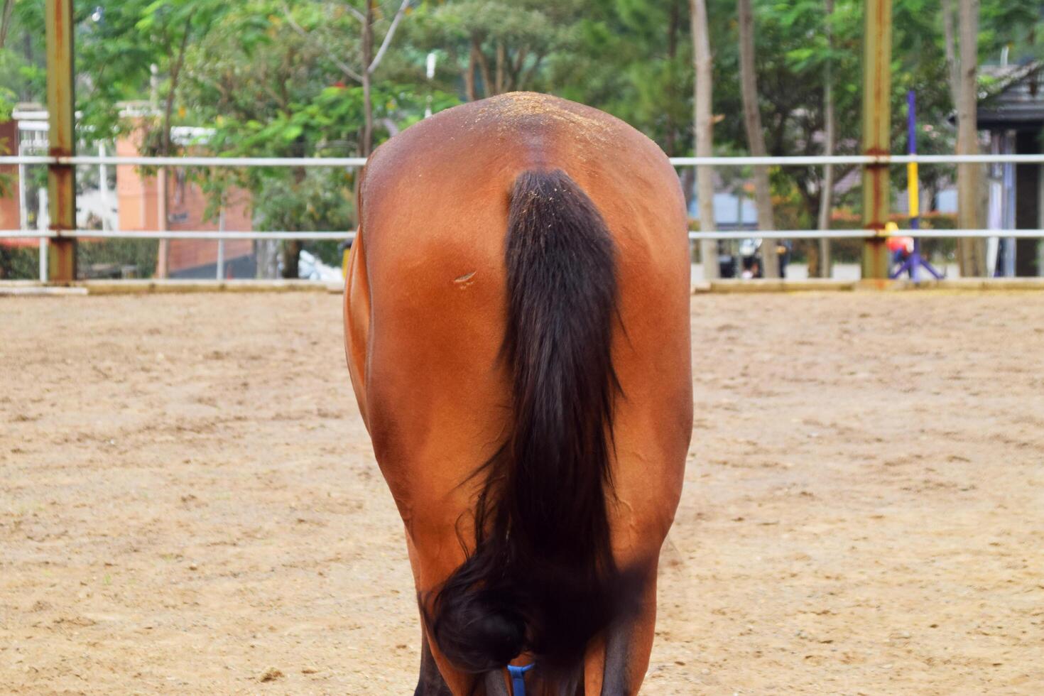 A brownish Indonesian horse is seen from behind with its buttocks visible photo