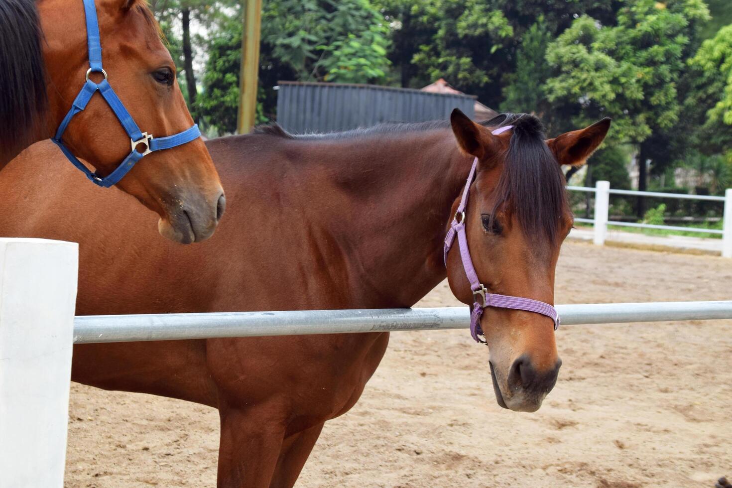 The head of an Indonesian horse with a brownish color in the horse stable photo