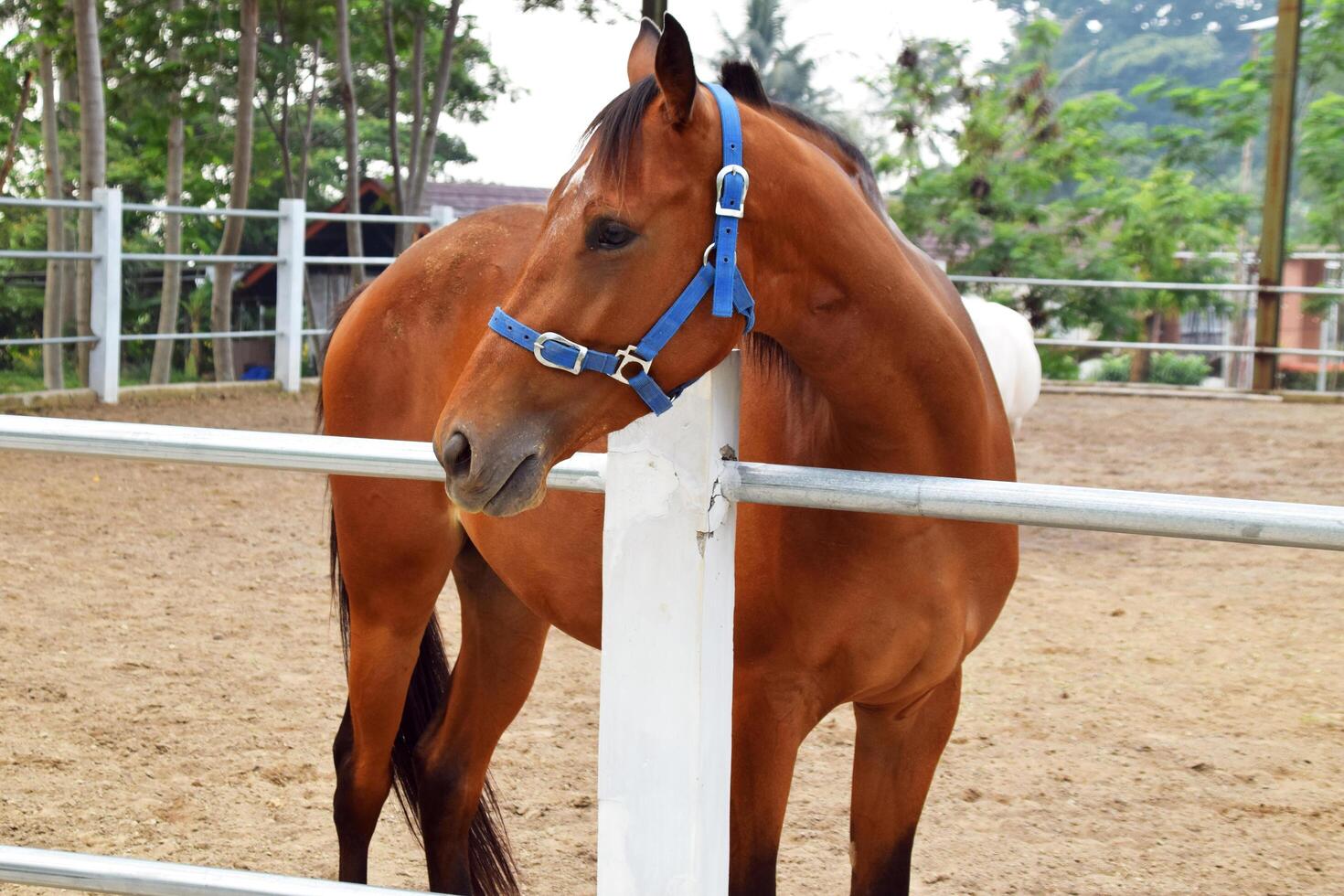 An Indonesian horse with a brownish color is scavenging for food photo