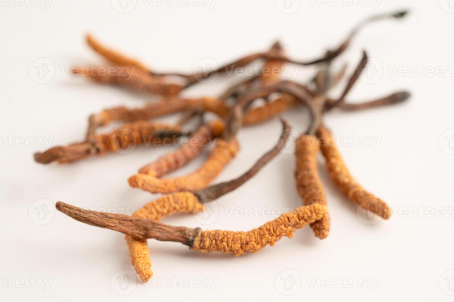 Cordyceps sinensis or Ophiocordyceps sinensis isolated on white background, mushroom herb treatment medicine. photo