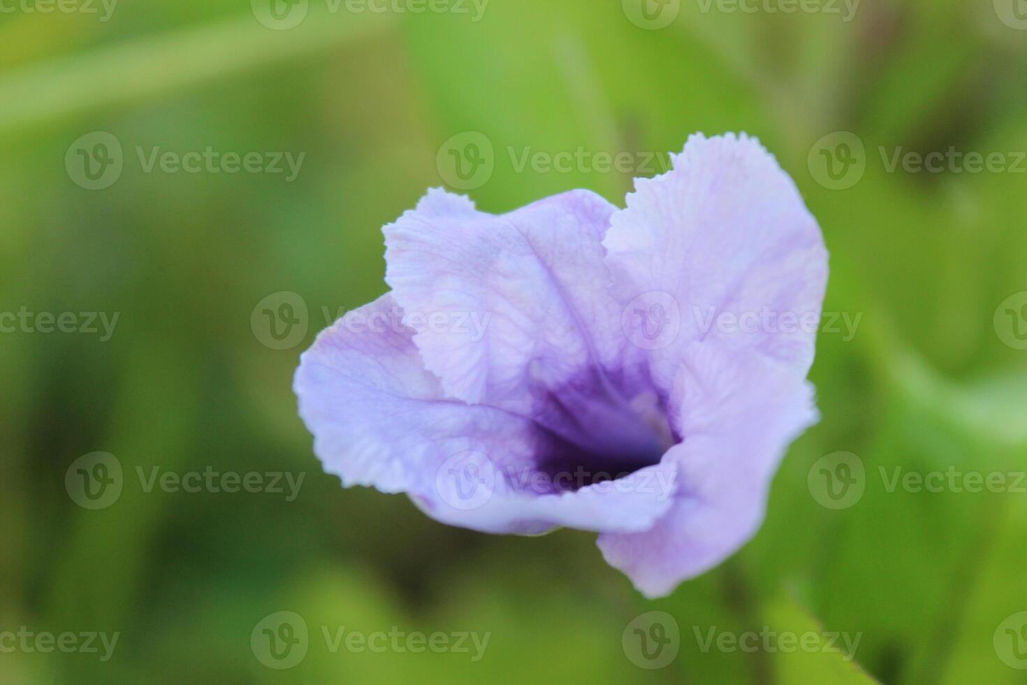 purple flowers with blur background photo