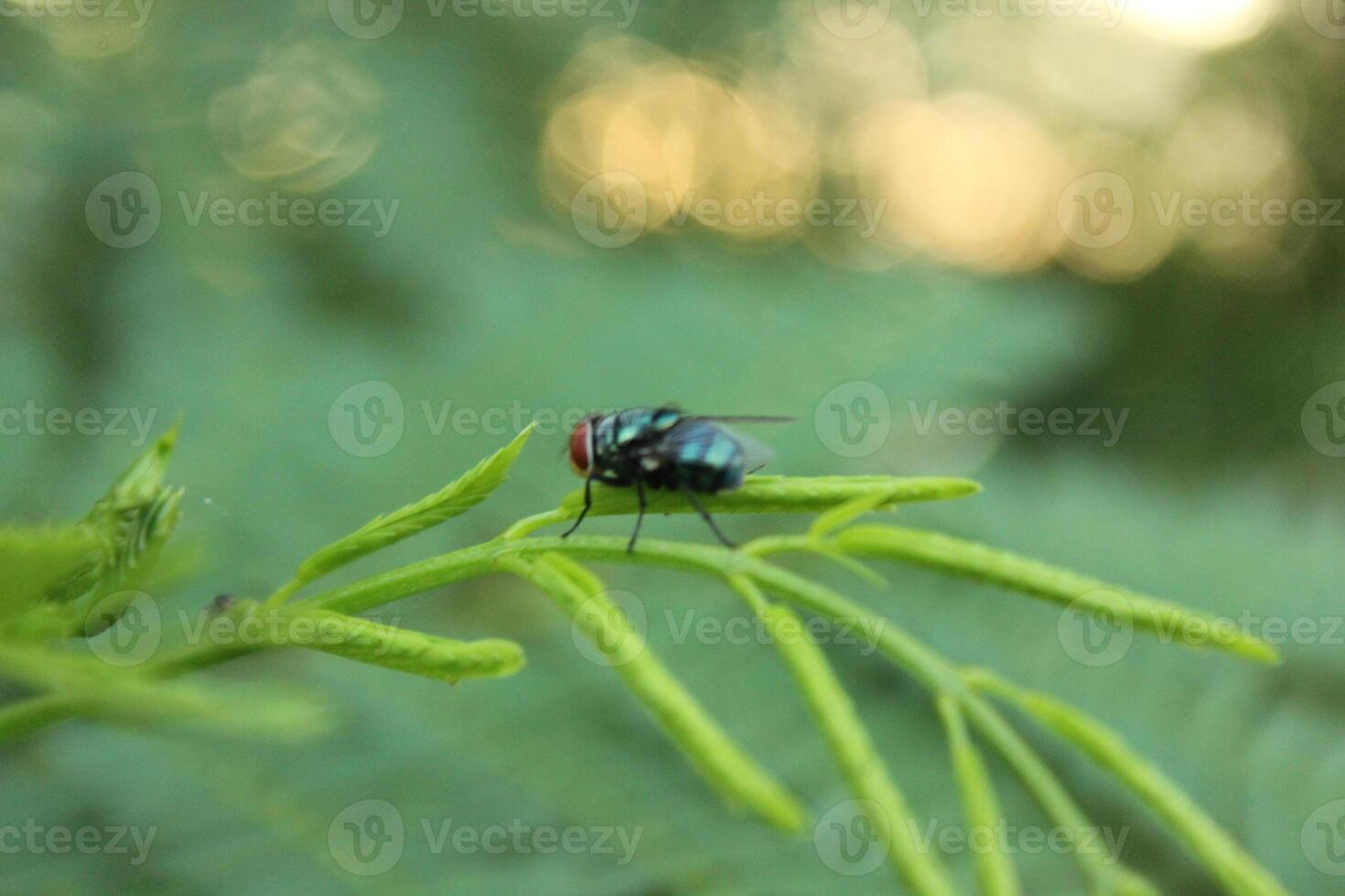 a fly on a Mimosa pudica a called putri malu with blurred background photo