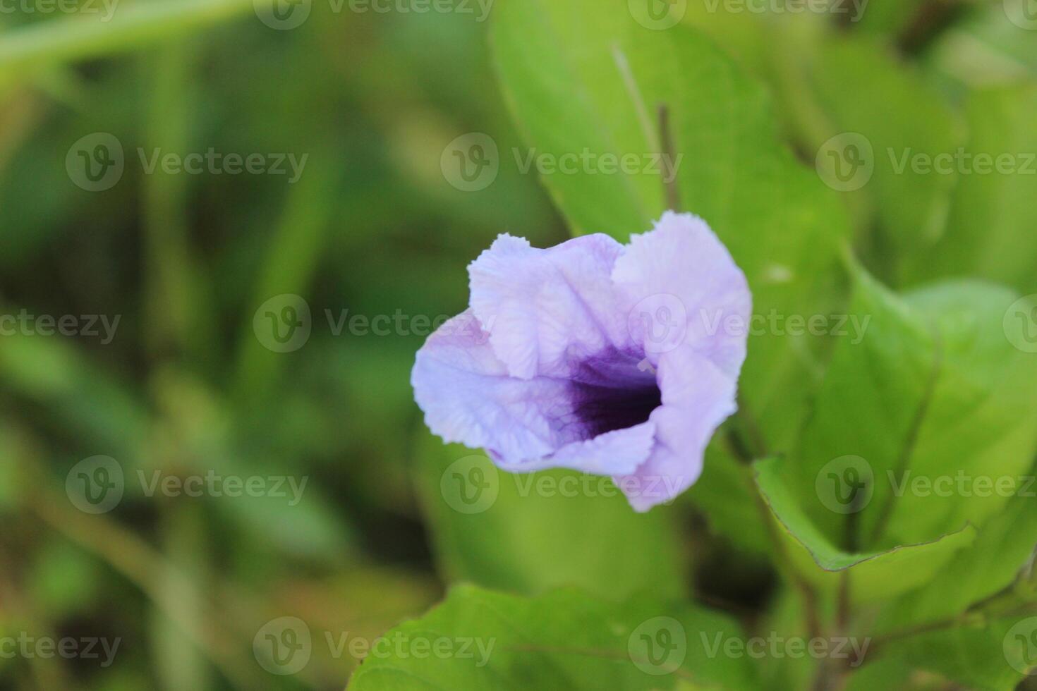 purple flowers with blur background photo