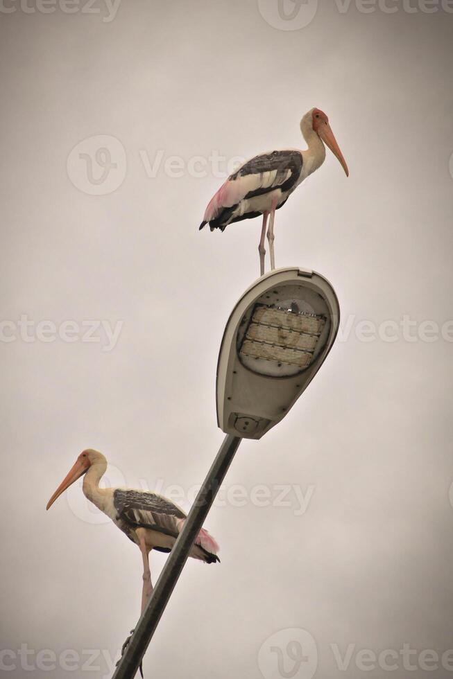 A tall stork with long legs and a bright orange beak stands on a rusted pole in Kuala Lumpur with pink and black feathers catch the light against a pastel sky that creating a calm and charming scene. photo