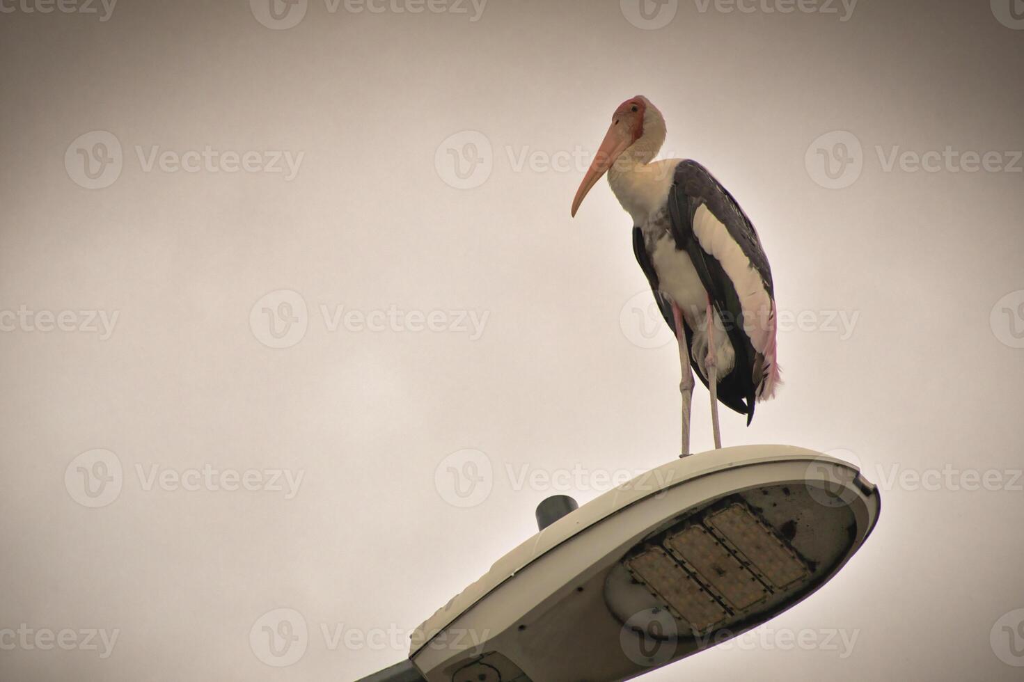 A tall stork with long legs and a bright orange beak stands on a rusted pole in Kuala Lumpur with pink and black feathers catch the light against a pastel sky that creating a calm and charming scene. photo