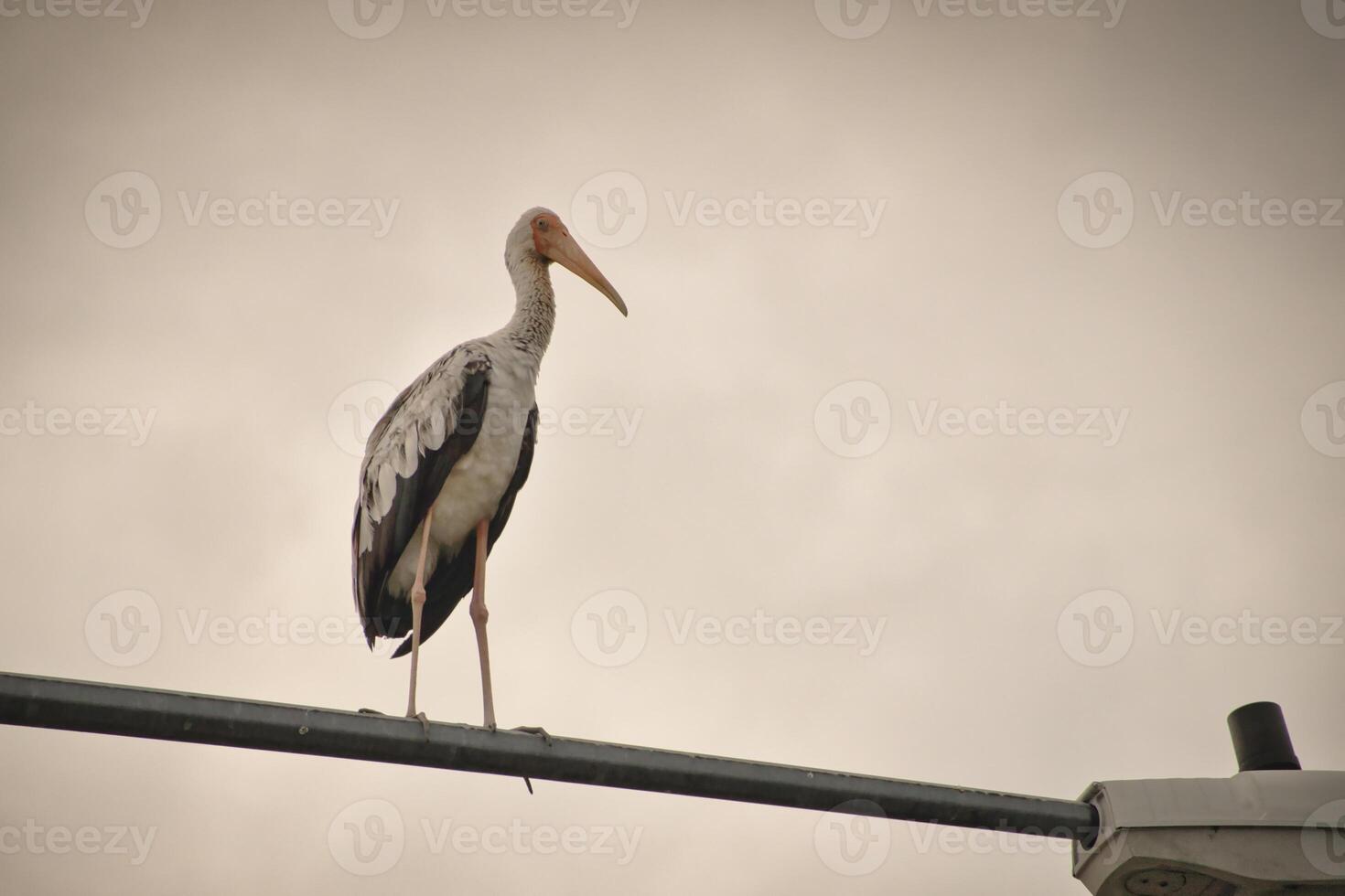 A large stork with long legs with an orange beak and pink and black feathers perches on a metal pole in the Kuala Lumpur neighborhood against a soft sky background thus creating a striking silhouette. photo