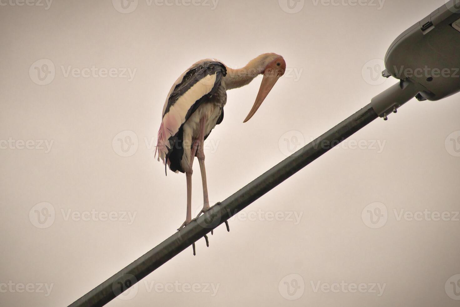 A tall stork with long legs and a bright orange beak stands on a rusted pole in Kuala Lumpur with pink and black feathers catch the light against a pastel sky that creating a calm and charming scene. photo