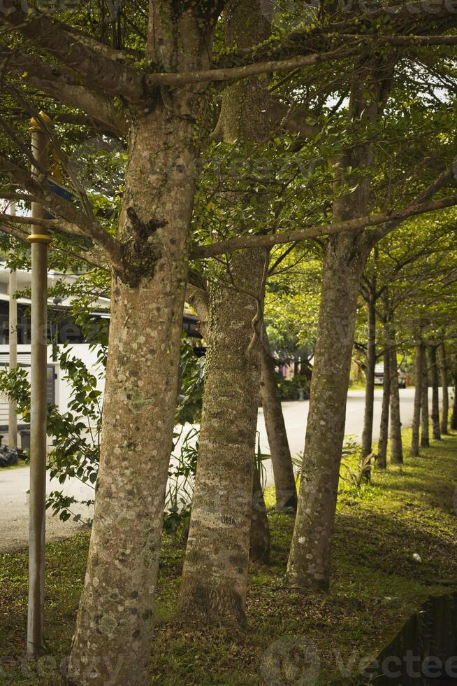A row of ornamental trees with thick, textured trunks and lush green foliage. Their branches form a natural canopy, creating an inviting and shaded pathway alongside a quiet suburban road. photo