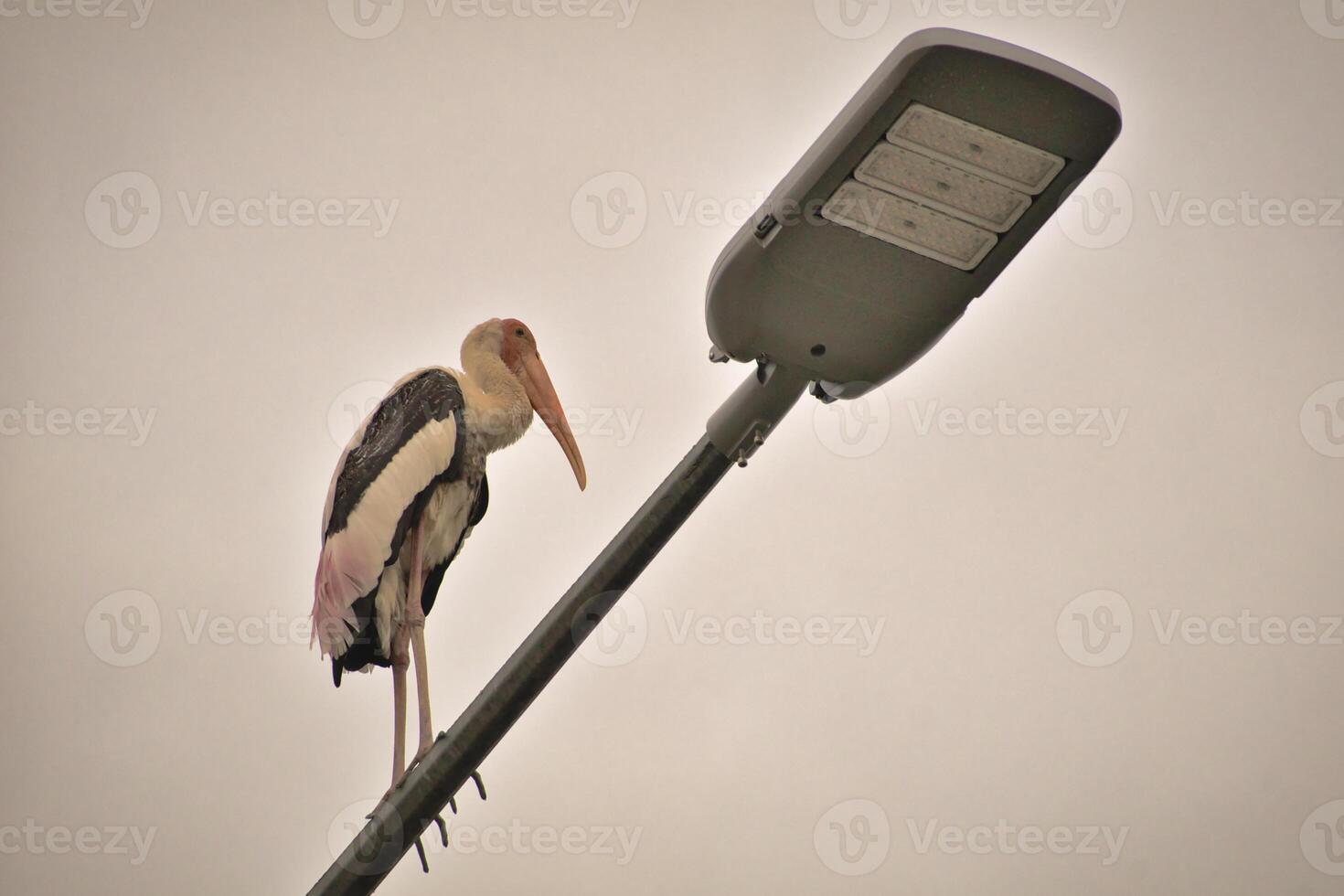 A tall stork with long legs and a bright orange beak stands on a rusted pole in Kuala Lumpur with pink and black feathers catch the light against a pastel sky that creating a calm and charming scene. photo
