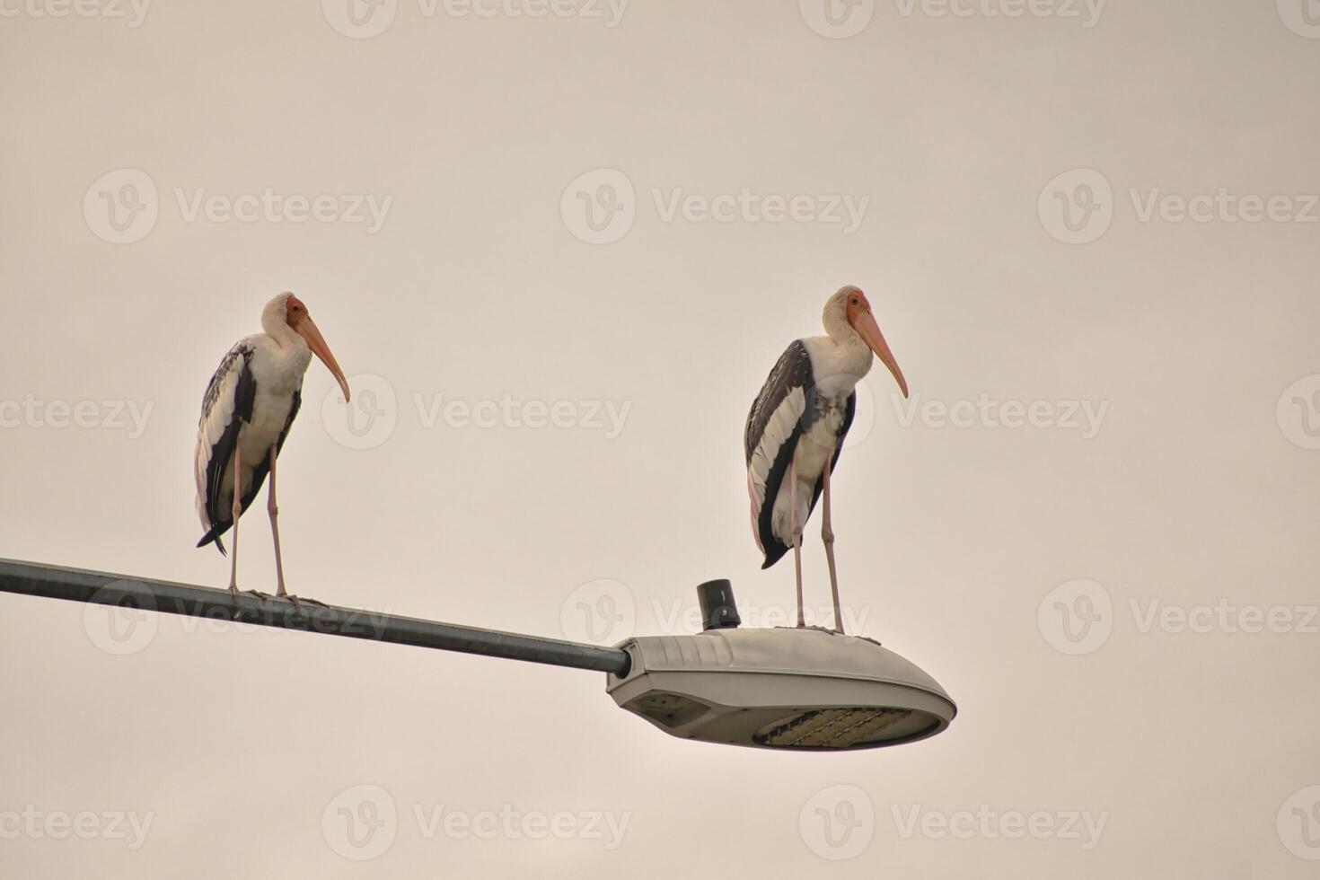 A large stork with long legs with an orange beak and pink and black feathers perches on a metal pole in the Kuala Lumpur neighborhood against a soft sky background thus creating a striking silhouette. photo