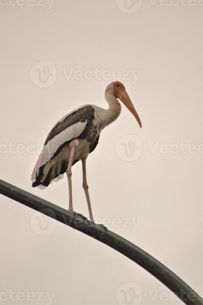 A large stork with long legs with an orange beak and pink and black feathers perches on a metal pole in the Kuala Lumpur neighborhood against a soft sky background thus creating a striking silhouette. photo