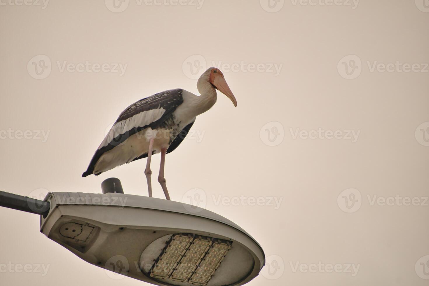 A large stork with long legs with an orange beak and pink and black feathers perches on a metal pole in the Kuala Lumpur neighborhood against a soft sky background thus creating a striking silhouette. photo