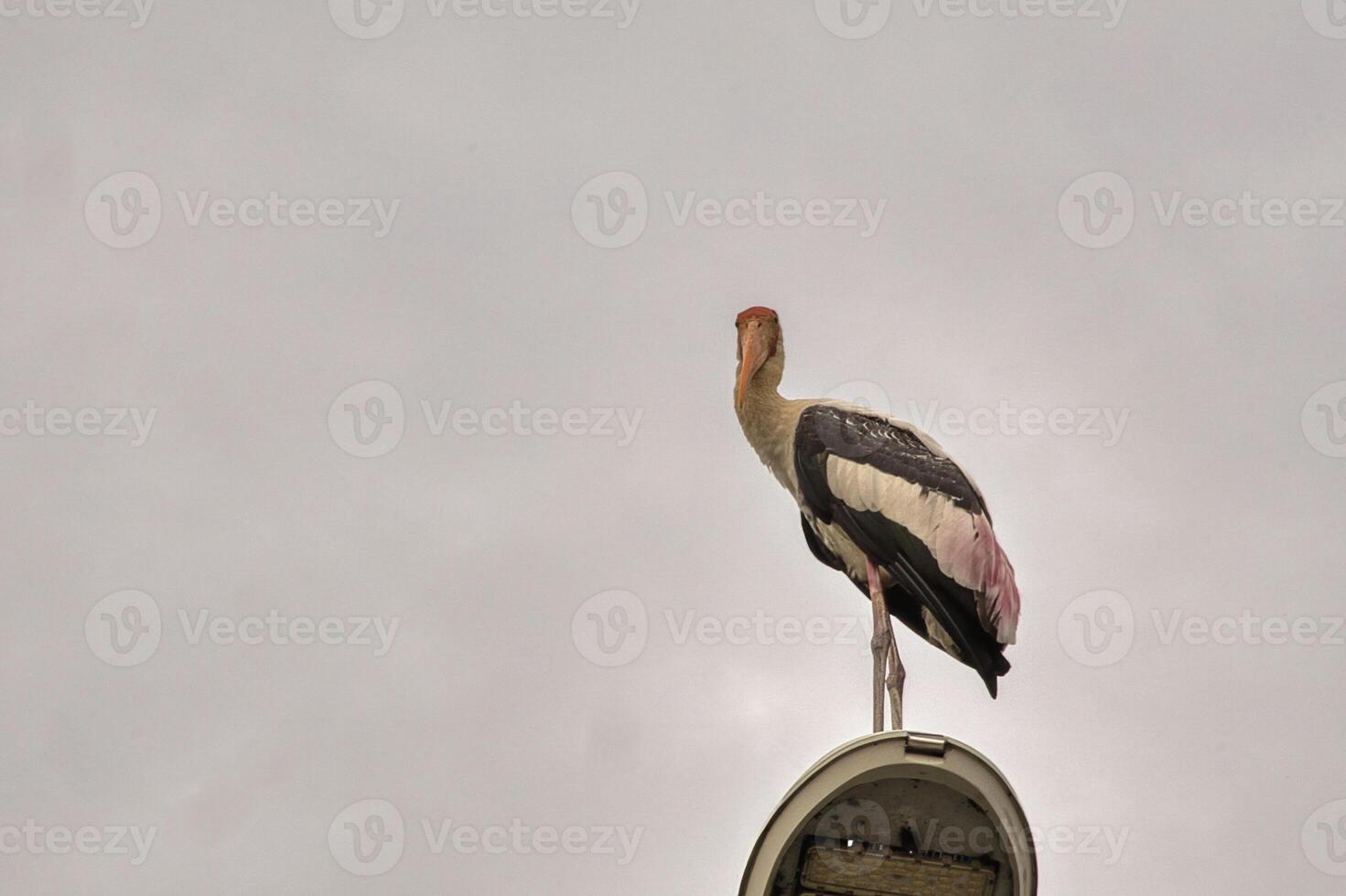 A tall stork with long legs and a bright orange beak stands on a rusted pole in Kuala Lumpur with pink and black feathers catch the light against a pastel sky that creating a calm and charming scene. photo