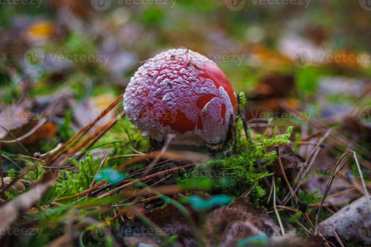 Amanita muscari. Toxic and hallucinogen beautiful red-headed mushroom Fly Agaric in grass on autumn forest background. source of the psycho-active drug Muscarine photo