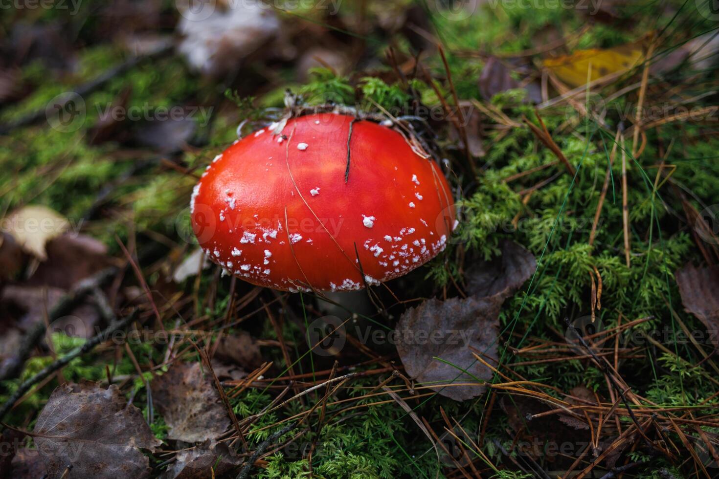 Amanita muscari. Toxic and hallucinogen beautiful red-headed mushroom Fly Agaric in grass on autumn forest background. source of the psycho-active drug Muscarine photo