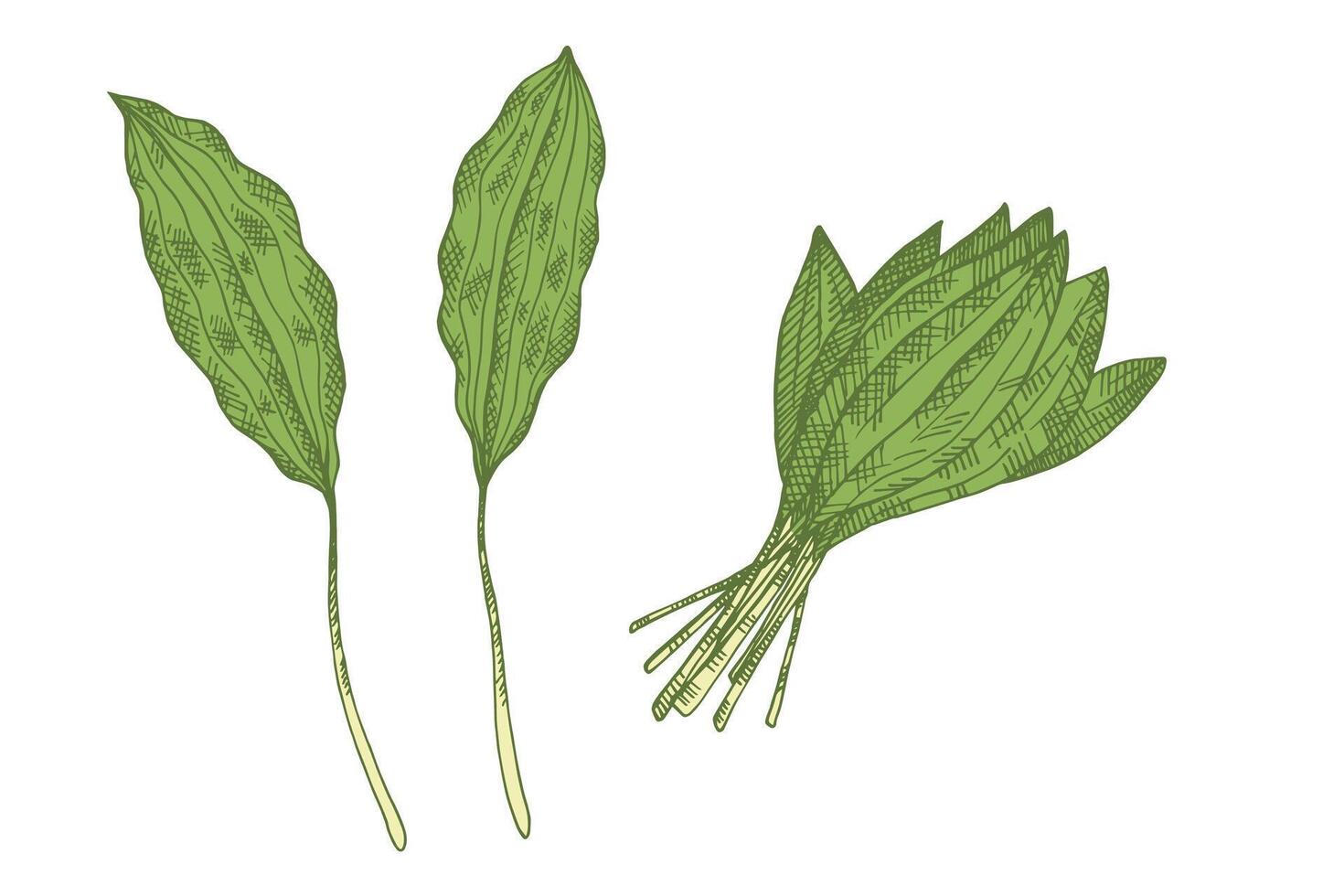Engraved illustration of Wild Garlic Ramson shoots on isolated background. Hand drawn sketch with leafy vegetable onion, greens. Food, salad, ingredient, pickles. Design for label, sign, logo vector